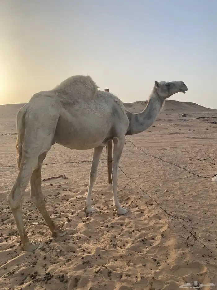 ضروبه للبيع 0