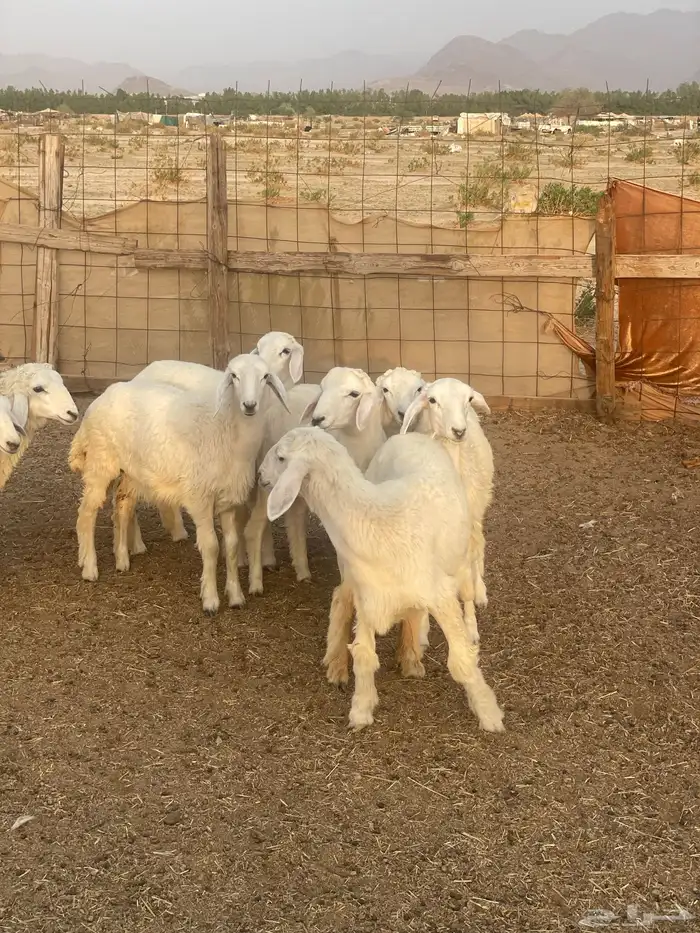 بهم للبيع 2
