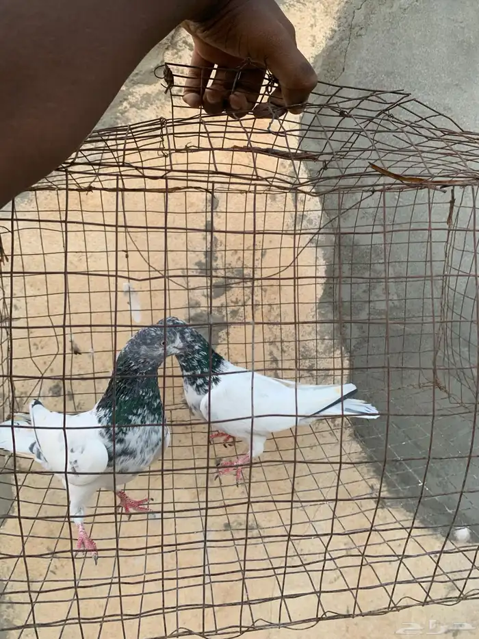 للبيع حمام باكستاني 4