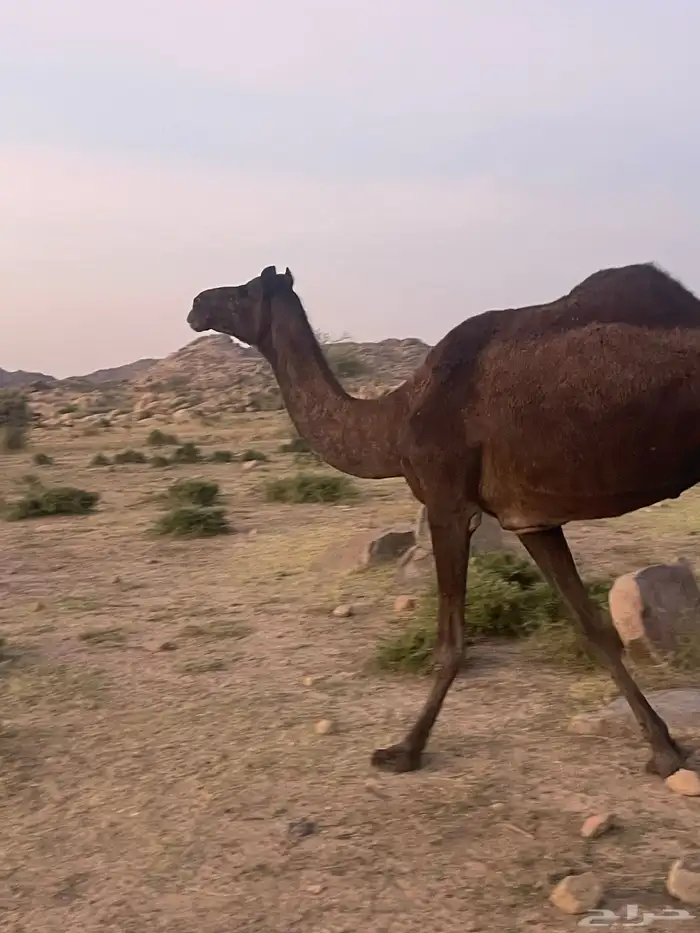 ناقتين مجاهيم ضرايب مناويب 2