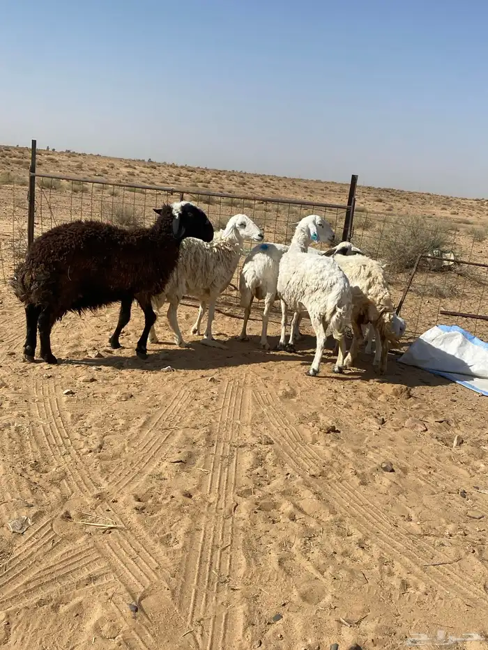 شياه دفيع على السونار وحده منهن والد 5