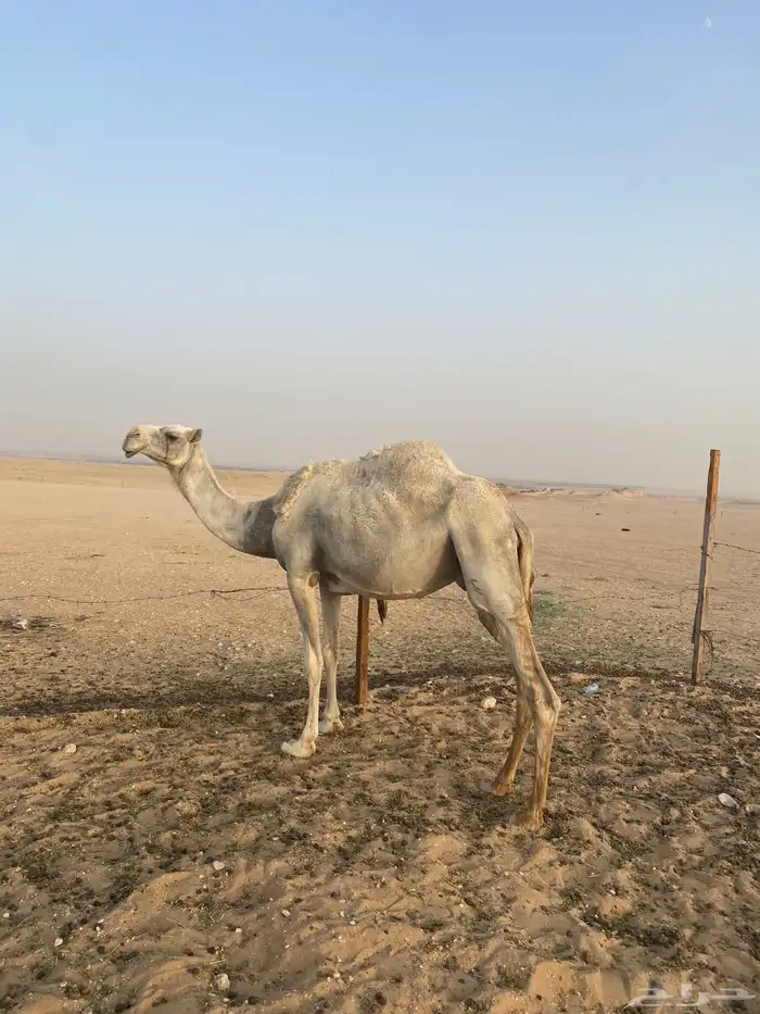 ضروبه للبيع 3