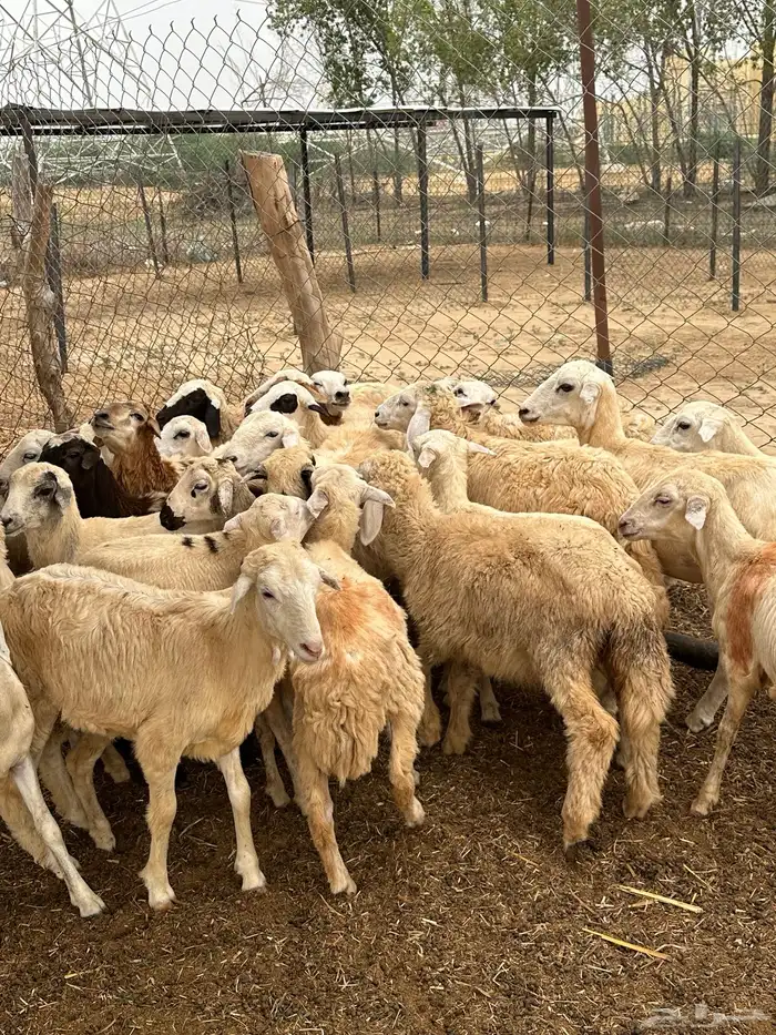 رخال مهجنات حري 3