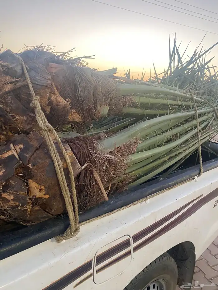 يوجد لدينا نخل اخلاص مثمر البيع سعر مناسب الدودمي البجديه ع 2