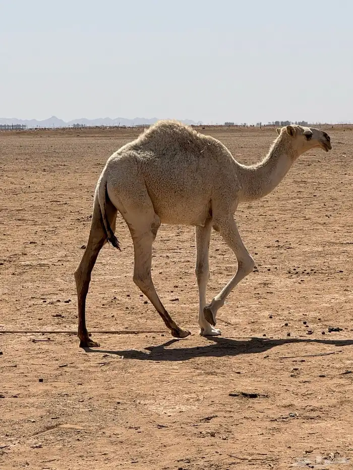 قعود طيب للبيع 1