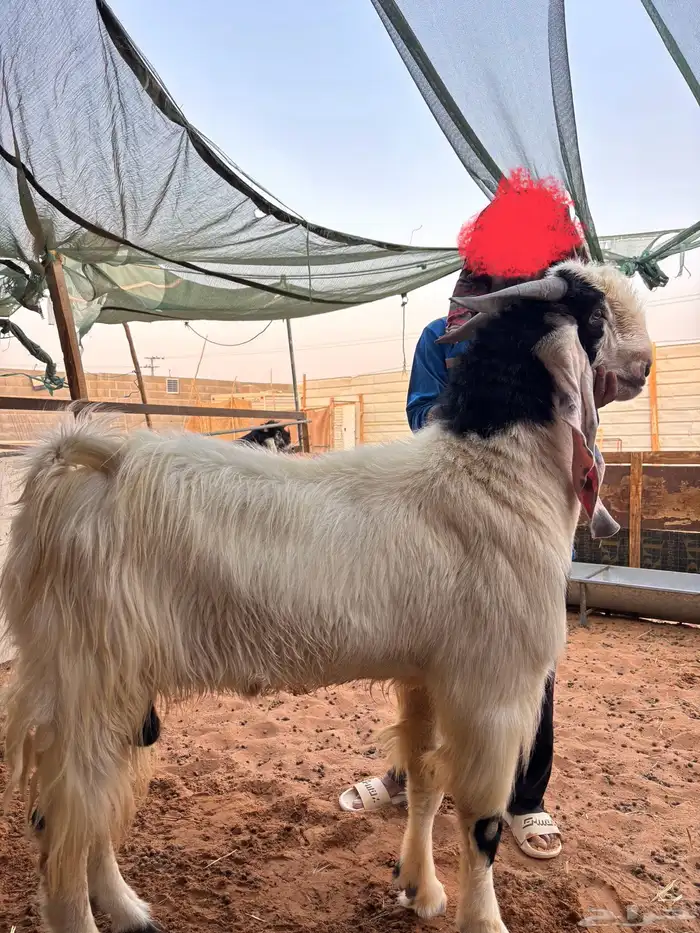 فحل مطور صنف خصم حار و مشروط و معها إنتاجه مشاريع صنف 0