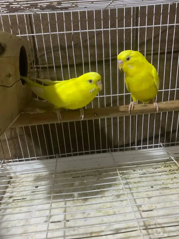 طيور حب وجاوا 1