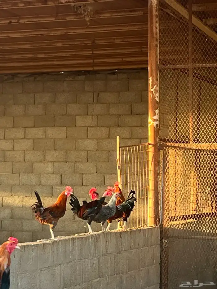 للبيع ديكه 5