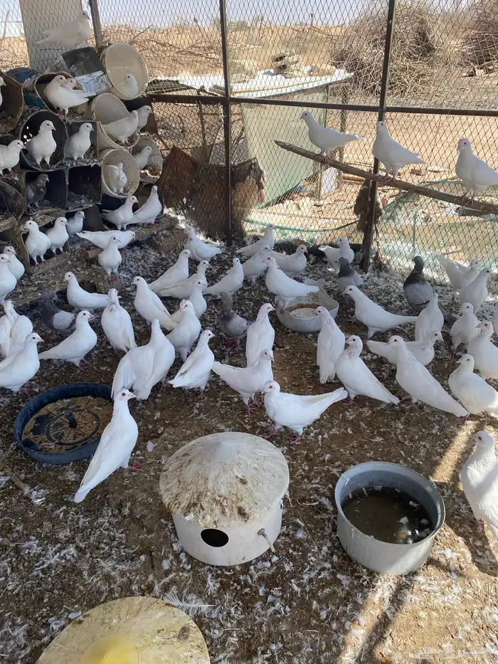 حمام فرنسي ابيض 3