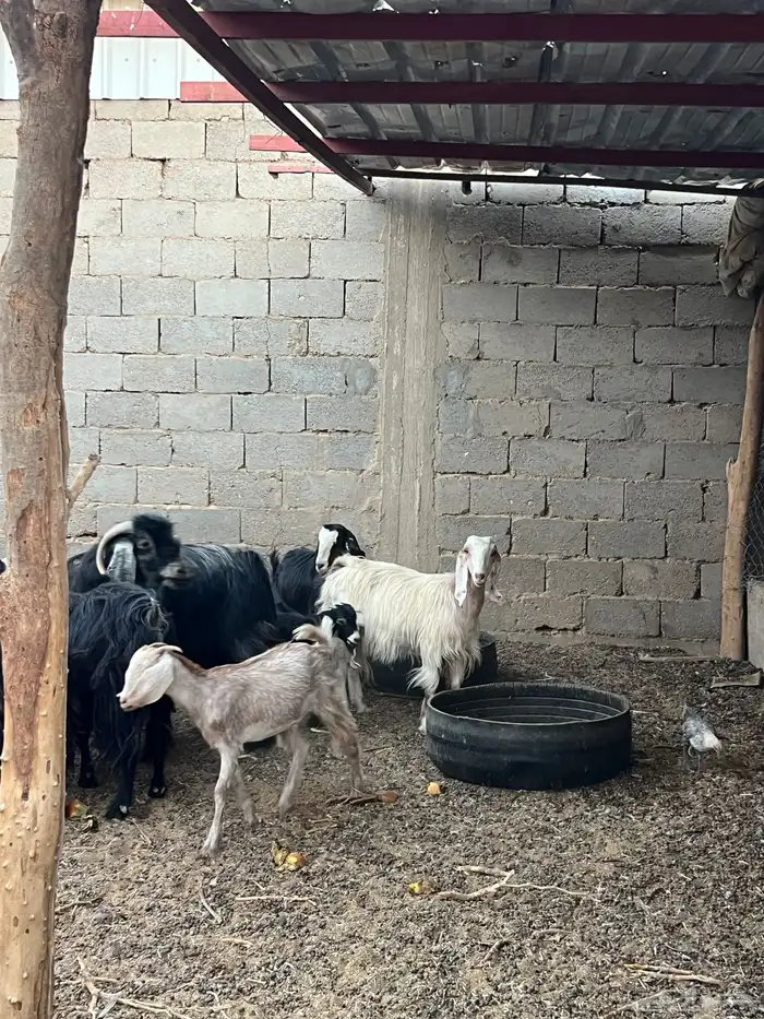 معزا مصريه وعوارض 1
