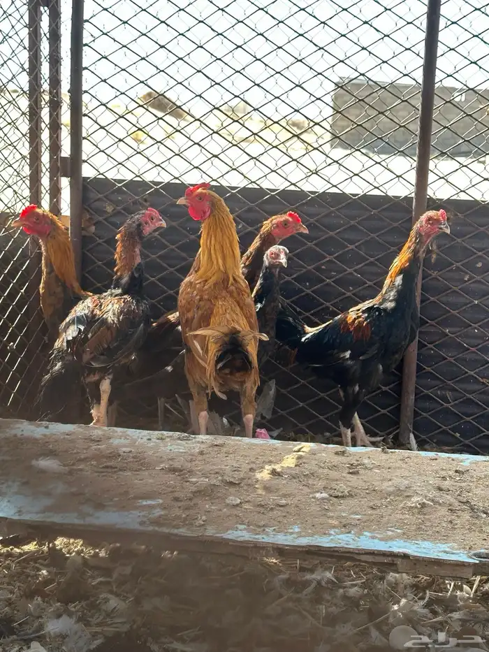 دجاج   حمام حب الرمان   حمام زاجل وفرنسي 4