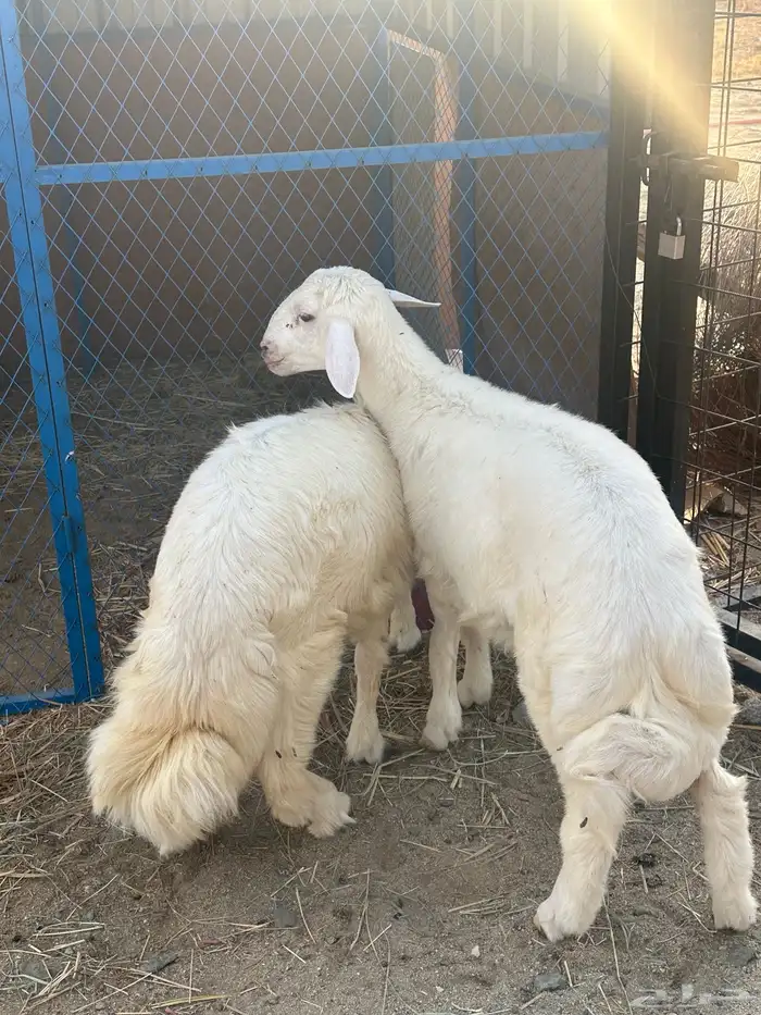 طليان حري 1