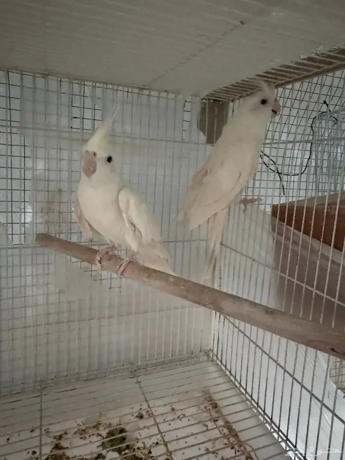 كروان ألبينو بعيون حمراء 3