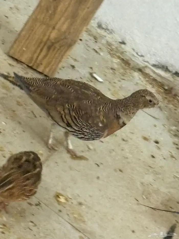 ذكر قطا عراقي 0