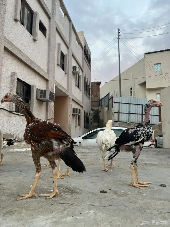 فروخ باكستاني سندي 4
