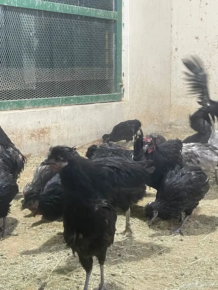 ديوك بلدي 2