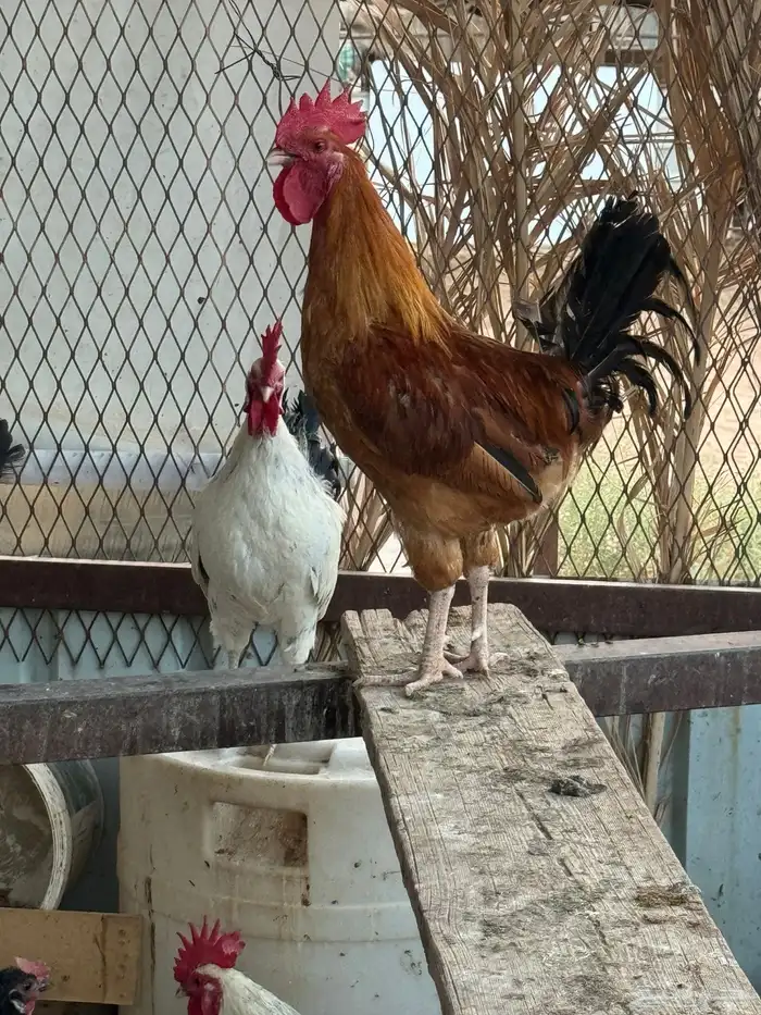 ديك للبيع العدد 4 0