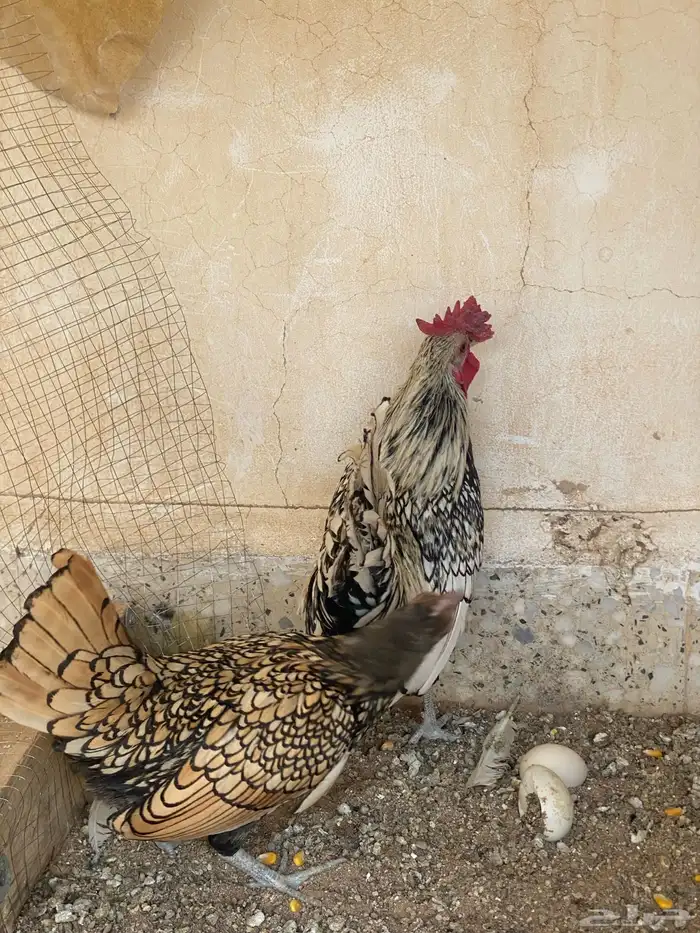 سبرايت بياض 3