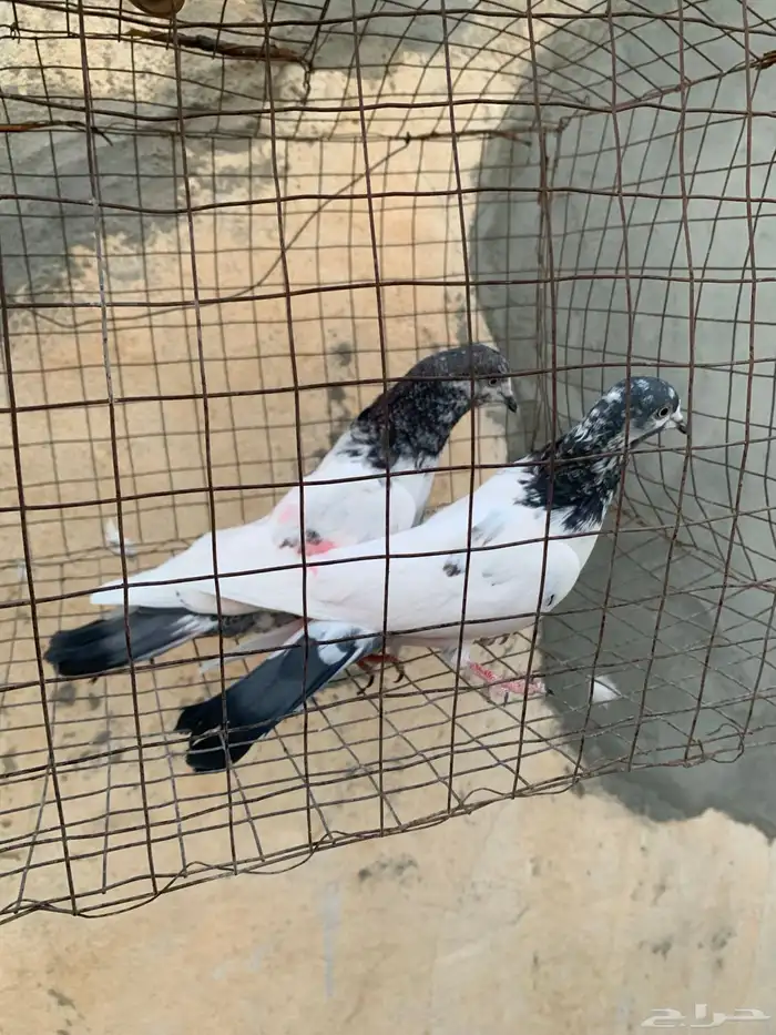 للبيع حمام باكستاني 5