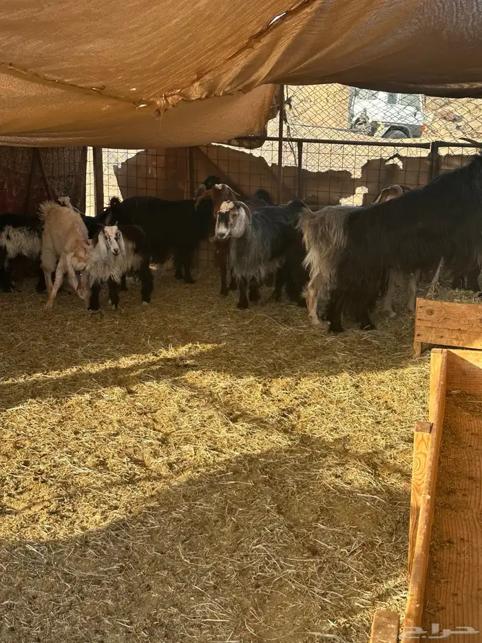 عارضيات 3 و الجفار 3 و مغزى وحده هولندية مع الفحل 0