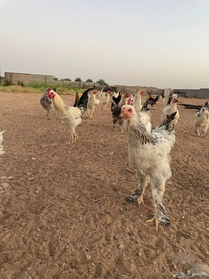 دجاج براهما وعربي 2