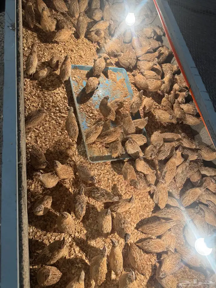سمان بكميات الأعمار من شهر فوق 3
