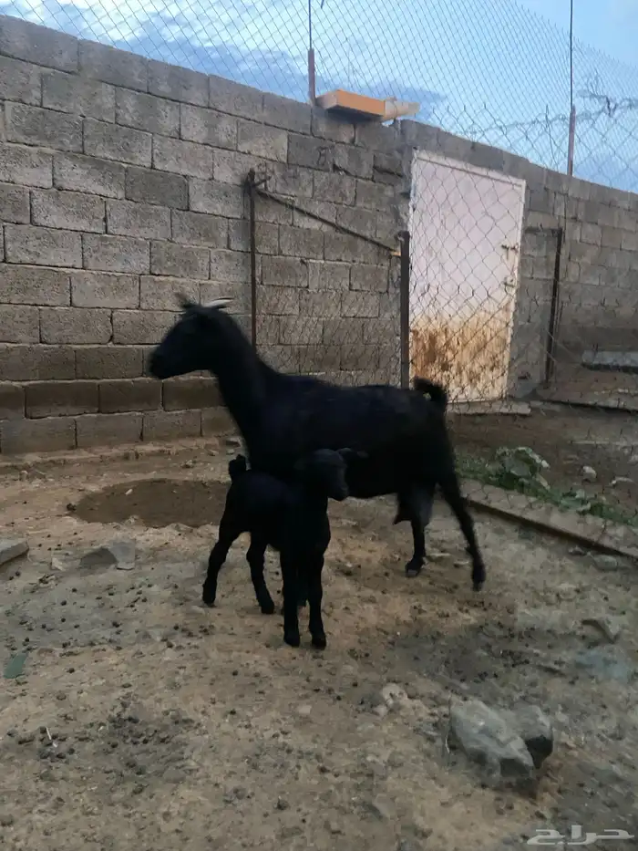 عنز وولدها للبيع 6
