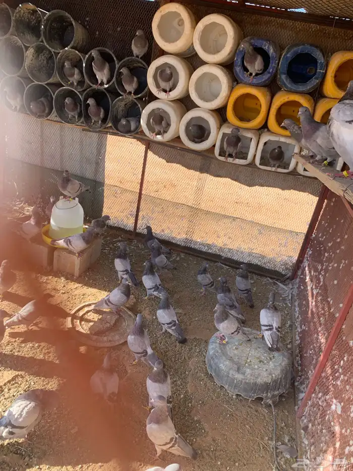 حمام بط دجاج و وز 0