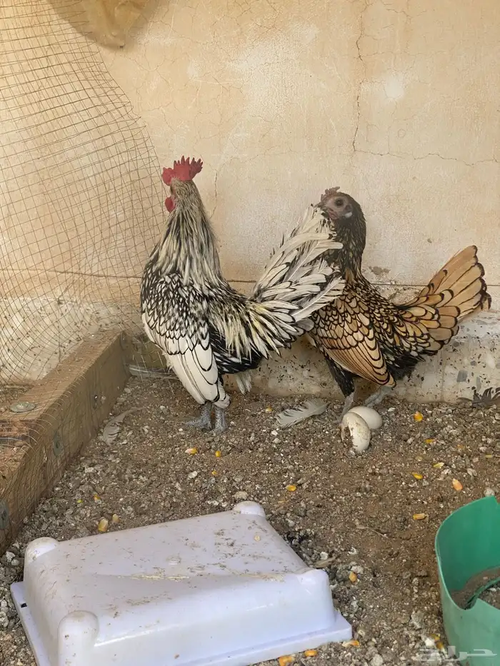 سبرايت بياض 1