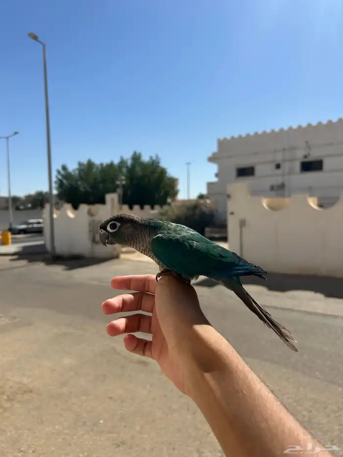 كنيور بلو شيك لعوب ومتعلم   أليف وما يعض 5