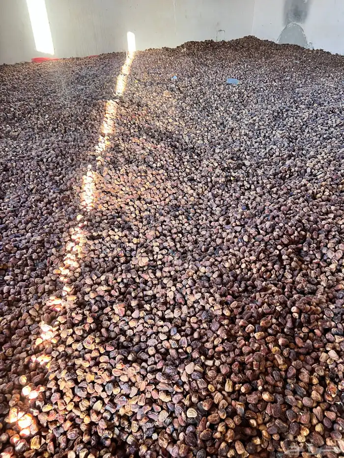 تمر علاف نظييف 2