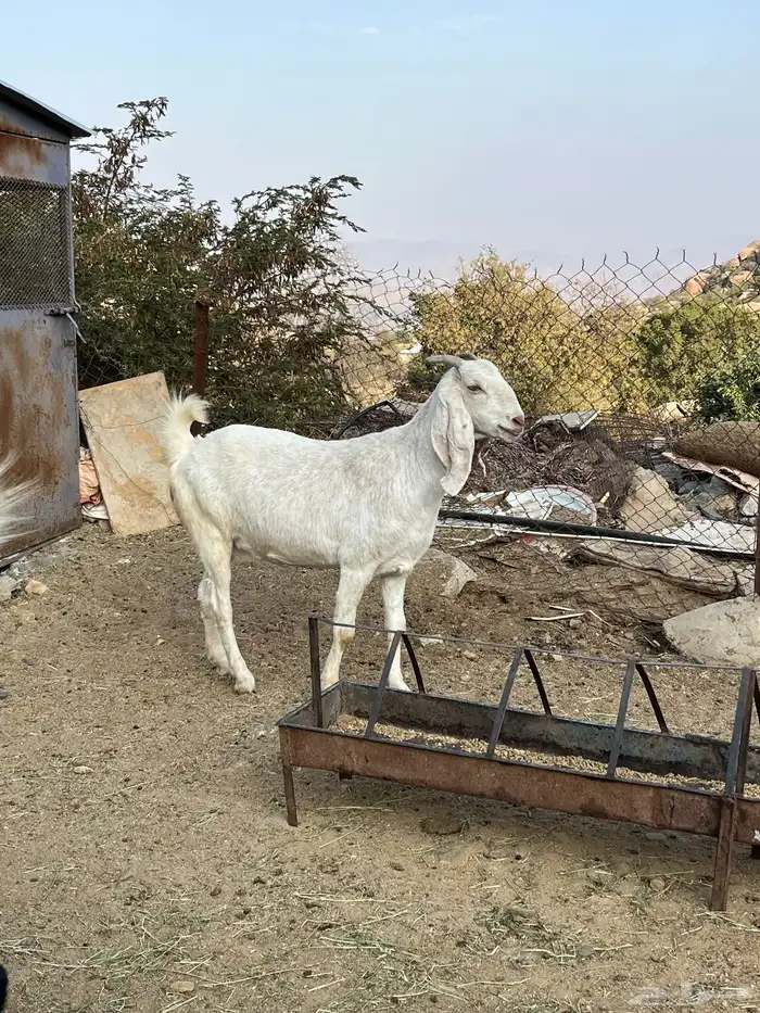معزاء صنف للبيع 10