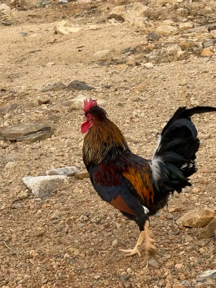 ديوك عربية سلالة قديمة 5