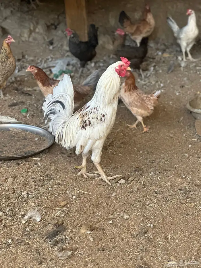 دجاج بلدي للبيع 0