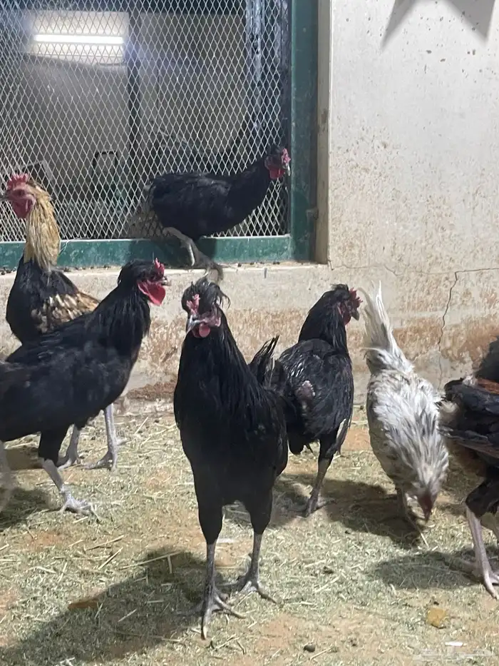 ديوك بلدي 4