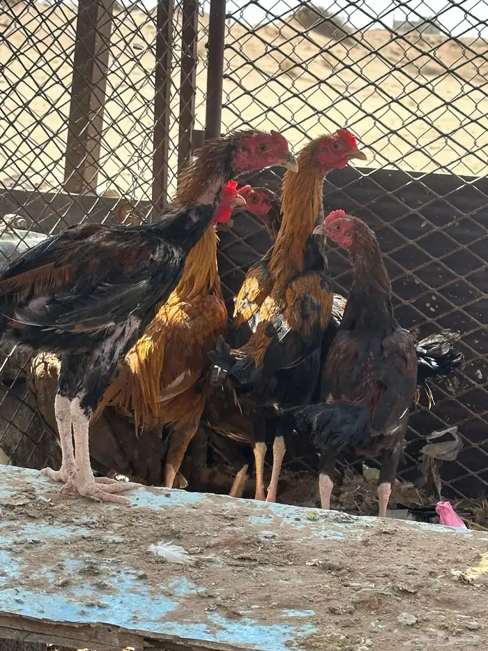 دجاج   حمام حب الرمان   حمام زاجل وفرنسي 5