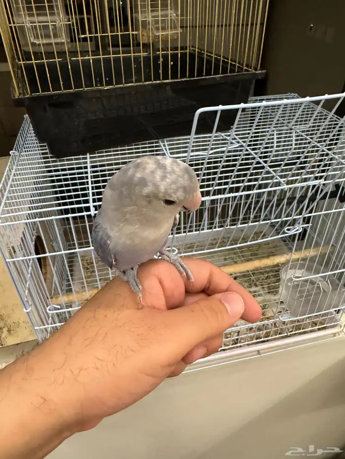 طيور روز اليفه 10