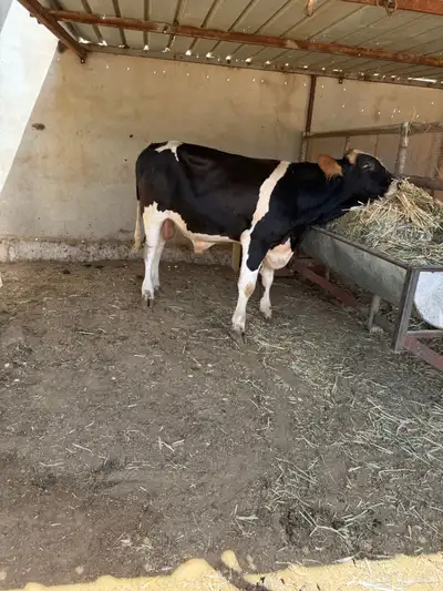 عجل هولندي غاية الي يدور اللحم الزين والطيب 0