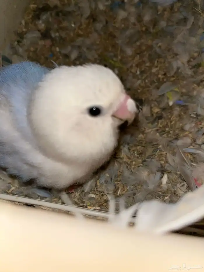 ازواج روز منتجه 1