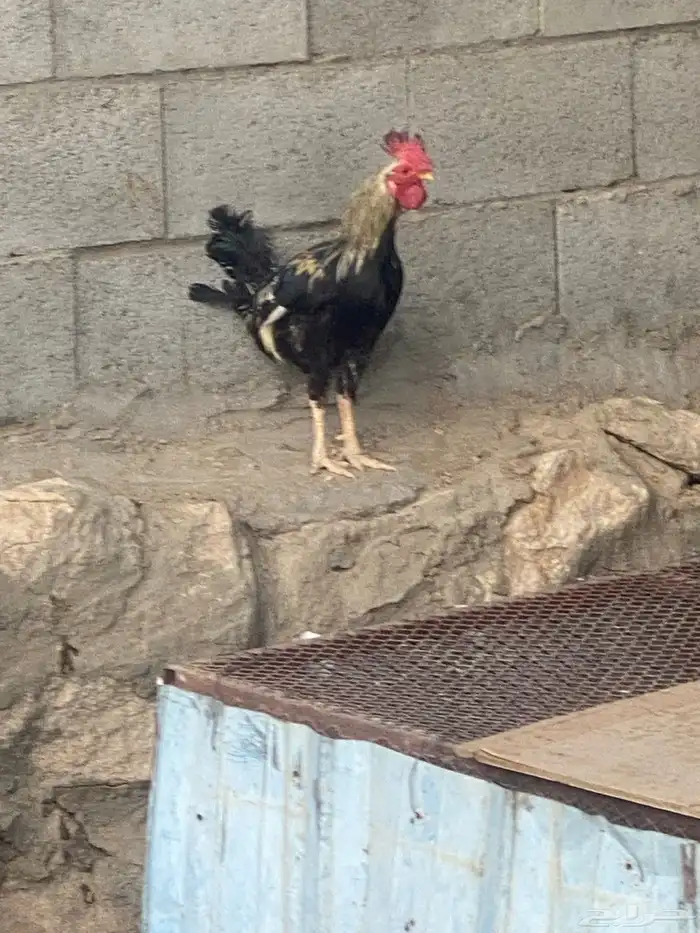 ديك 1