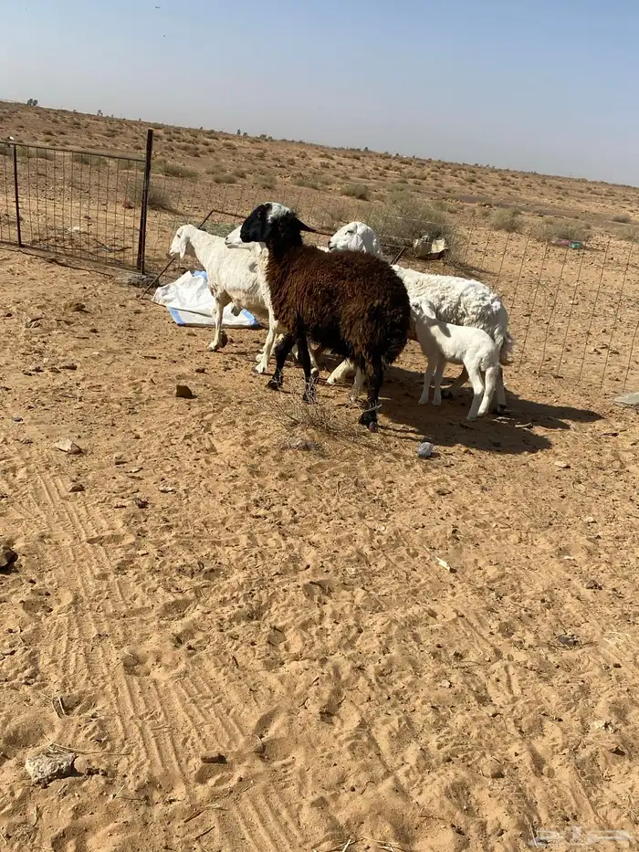 شياه دفيع على السونار وحده منهن والد 6