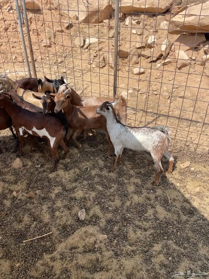 جفرات جنوبيات وتيس فحل 5