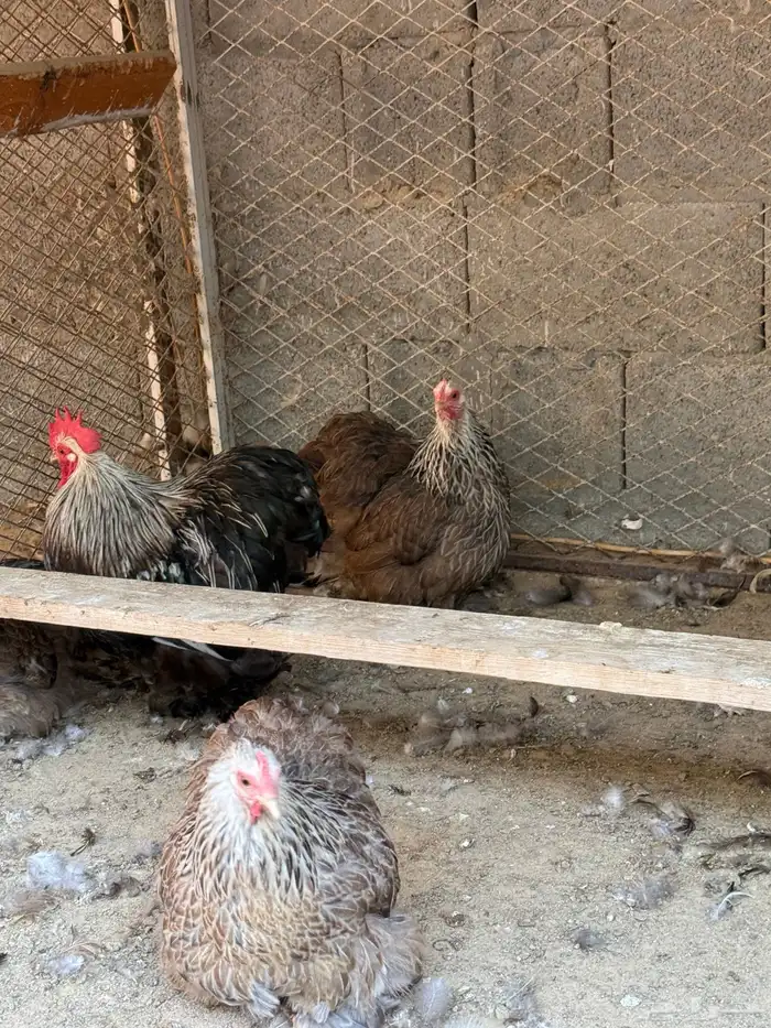طقم دارك خارجي 2