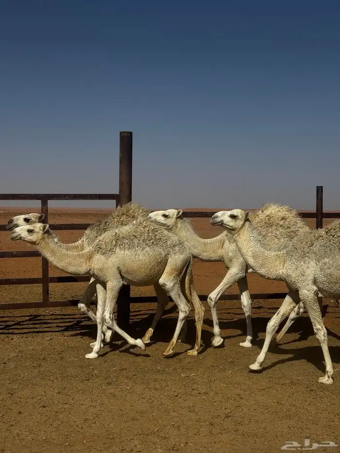 قعدان طيبه للبيع 1