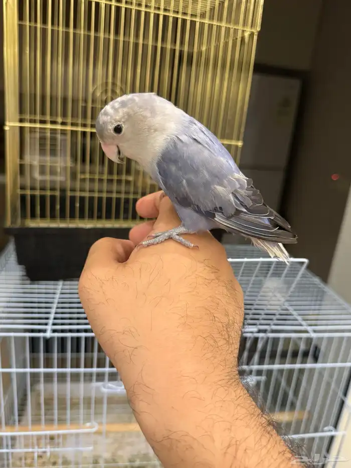 طيور روز اليفه 0