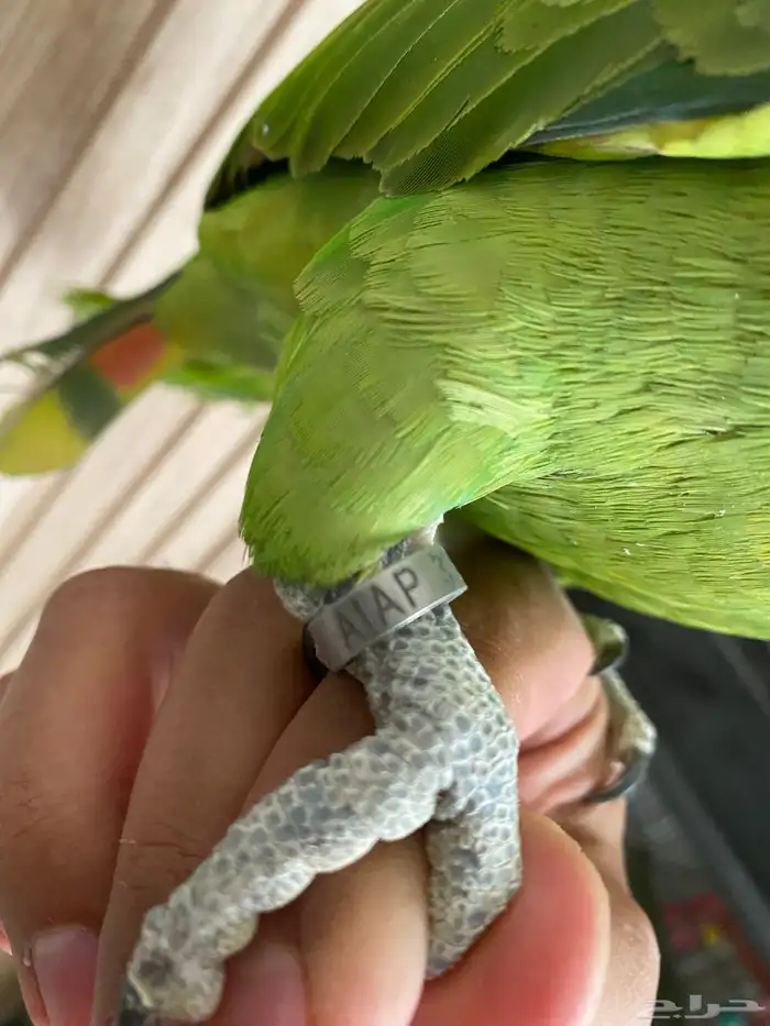 ببغاء يلوناب حجل 24 طفرره 4