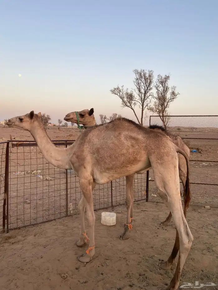 للبيع بكره وقعود 1