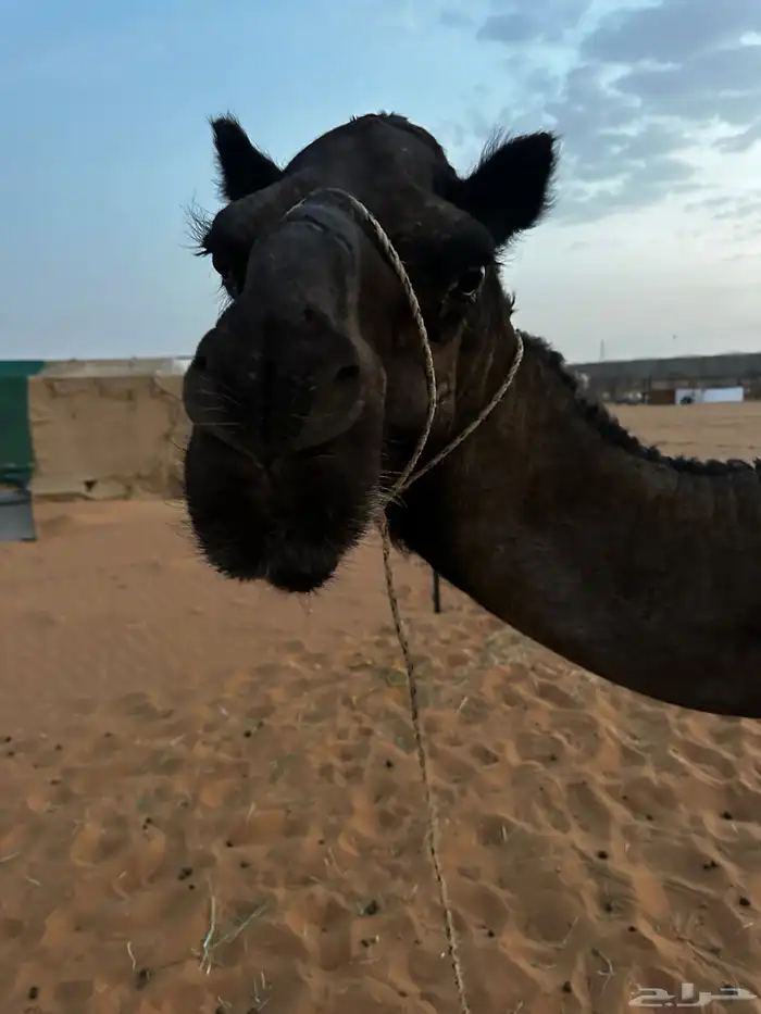 حايل للبيع 0