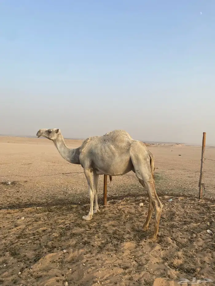 ضروبه للبيع 1