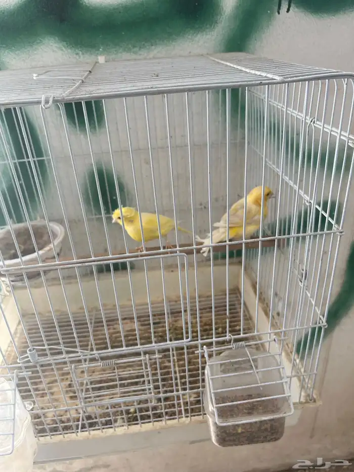 جوز كناري تحته ثلاث بيضات 2